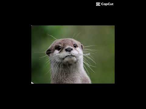 whats your favourite food ?