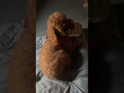返さないもん