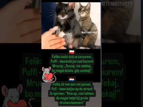 🐁🫶😻Feliks zit met een rat paraat,Pof! – twee katjes op de straat!..#dc #felix #funny #rat