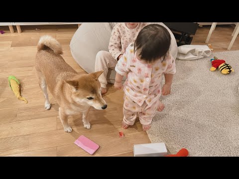 1歳児にお説教される柴犬