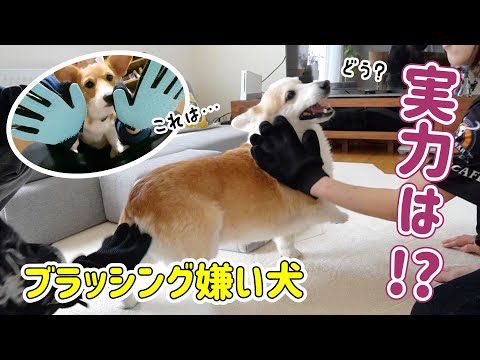 コーギー 犬 ノエ さん 子犬と先輩犬の距離が近づいた コーギー の動画