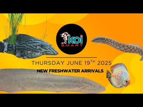 New Fish Have Arrived At Koi Smart | Thursday June Join Aqua Alex as he shows off some of the newest arrivals for sale at Koi Smart! Some of the new fi