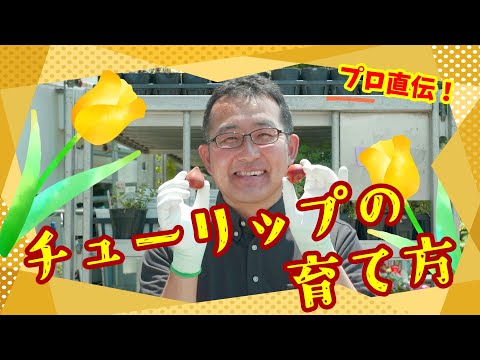 プロ直伝！チューリップの育て方｜生協の宅配パルシステム