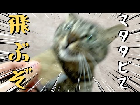 猫にマタタビの粉を嗅がせたら飛んだ