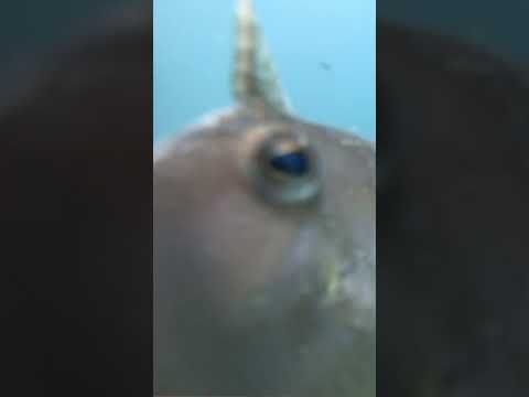 カメラにブチ切れる魚 #fishing #nature