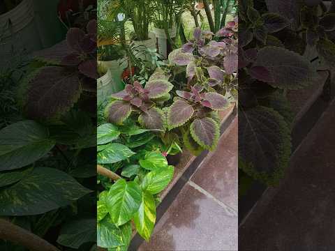 समझ आने पर समय निकल जाता हैं #garden #coleus #houseplants #ytshort #motivation
