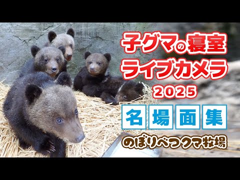 子グマの寝室ライブカメラ2025 名場面集
