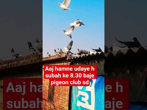 #udaye h aaj #shok viral video ##pury dekhna maja aaye ga#@