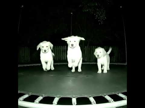 Puppies on a trampoline... #aislop