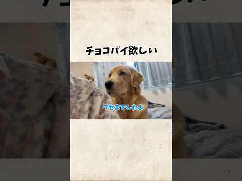 ゴールデンレトリバーのモンちゃんのかわいい行動をご覧ください サムネイル