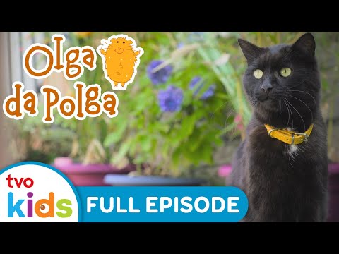 A Tale of a Tail 🐈‍⬛ | Olga Da Polga 🐹 | Guinea Pig Tells Stories 📖 | Meet Animal Friends | TVOkids