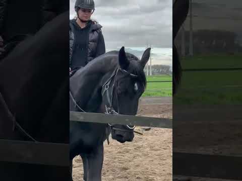 Eslin voor het eerst op Black, ook in draf👏👏🍀