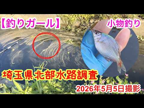 【釣りガール】今日は ここを狙って!お目當ては個體の大きなバラタナゴ 水路調査