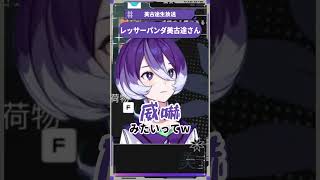 レッサーパンダ美古途さん #美古途生放送