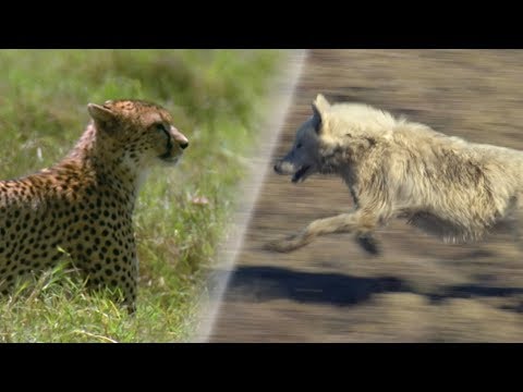 Greatest Fights in the Animal World | Earth Unplugged - UCbwp5B-uDBy-fS4bDA0TEaw