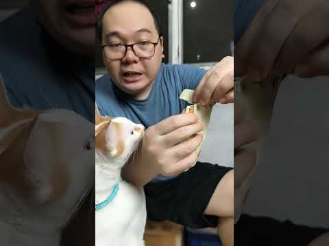 review wetfood kucing vev