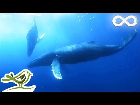 Sleep Music in Underwater Paradise: Deep Relaxing Music, Sleeping Music, Meditation Music ★147 - UCjzHeG1KWoonmf9d5KBvSiw