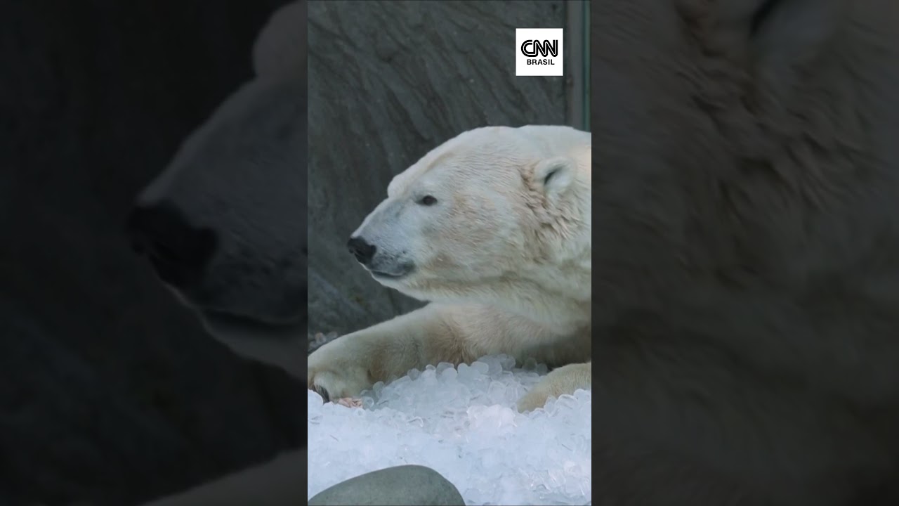 Ursos polares se esfregam no gelo para se refrescar do calor na República Tcheca