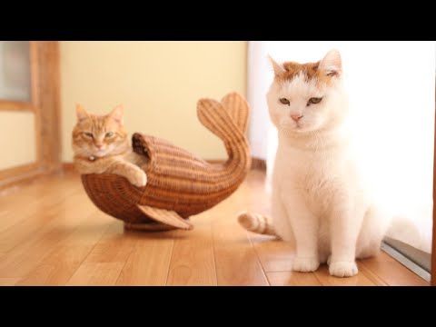 かわいいかご猫のライブ配信と最新の猫日記 サムネイル