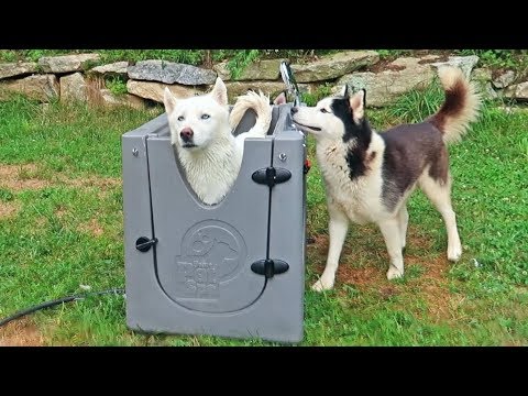 5 Dog Gadgets Put to the Test - Part 8 - UCe_vXdMrHHseZ_esYUskSBw