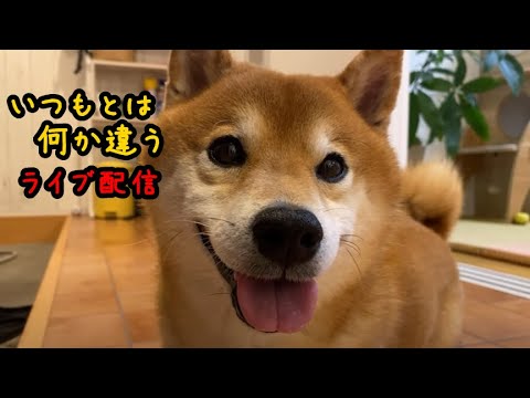普段とは違うハチ家夜のライブ配信 サムネイル
