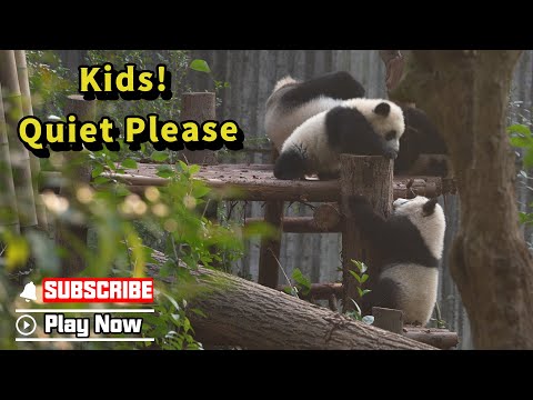 Panda Mom: It Is Hard To Have Some Downtime When You Have Twins | iPanda