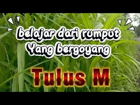 Belajar dari rumput yang bergoyang - Tulus M #Lirik