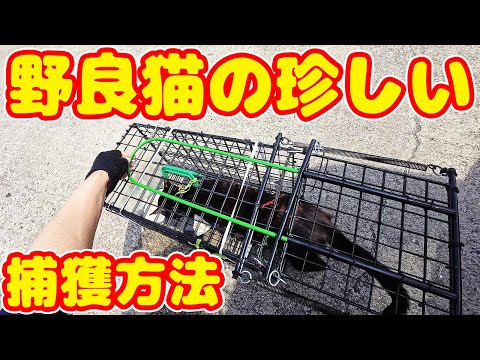 捕獲器の奥まで入らない野良猫の捕獲方法とは？ TNR 感動猫動画 癒され野良猫動画