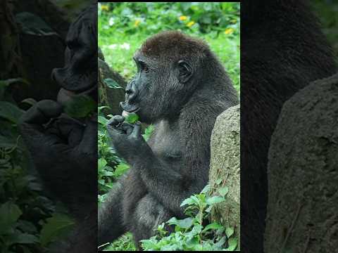 cute #gorilla 💕 #gorillatag #金剛猩猩 #台北市立動物園 #zoo #shorts サムネイル
