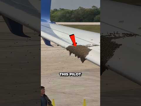 This <strong>Pilot</strong> Had A Huge Swarm Of Bees Invade His Flight 😳
