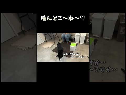 癒しの柴犬のかわいさをお楽しみください サムネイル