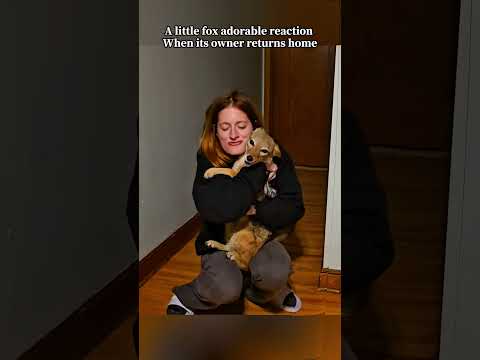 The Sweetest Animal Reunions Ever #reunion #cute #animals #bestfriend #animalshorts #heartwarming