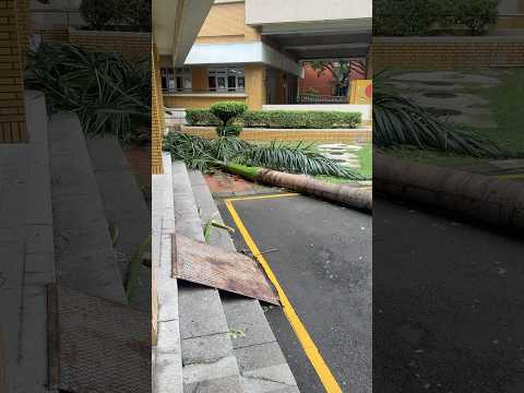 颱風之後到處都是倒掉的路樹  [大學廢生活277]
