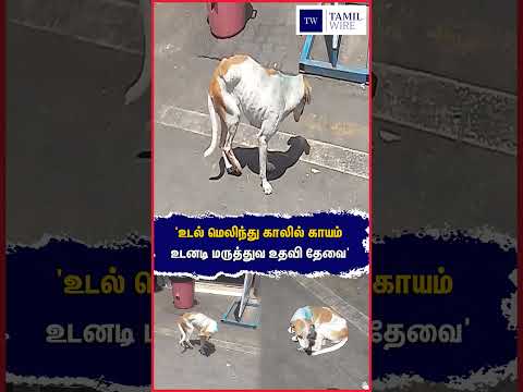 'உடல் மெலிந்து காலில் காயம் உடனடி மருத்துவ உதவி தேவை' #Dog #Dogs #Pets #Petanimals #animallover
