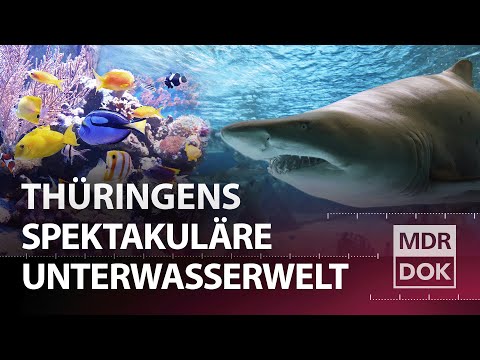 Haie im Thüringer Wald - Das Meeresaquarium Zella-Mehlis | Entdecke den Osten | MDR DOK