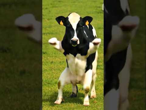 😱cow ka amazing dance video 😱 #cow #dance #viral #short #ytshort #comedy