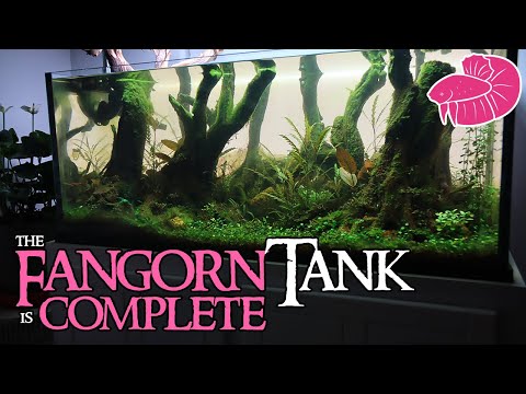 Filling the Fangorn Forest Aquascape! Dry Start Re The LOTR Aquascape is done! I had a lot of things to complete before I could even fill the tank, but