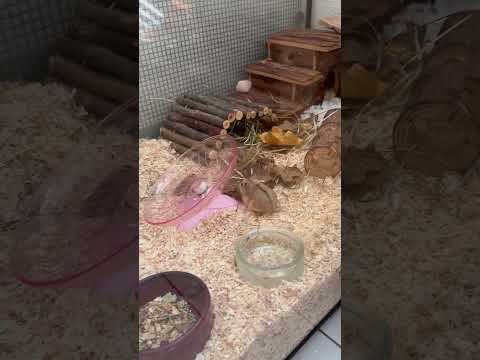 #hamster #cuteshorts #funnyshorts