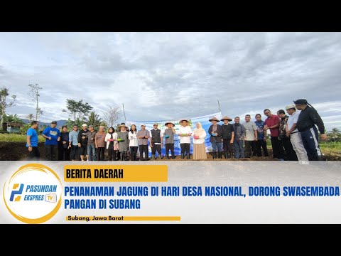 Penanaman Jagung di Hari Desa Nasional, Dorong Swasembada Pangan di Subang