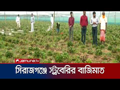 সিরাজগঞ্জের কৃষকদের ভাগ্য বদলে দিচ্ছে স্ট্রবেরি চাষ | Strawberry | Sirajganj | Jamuna TV