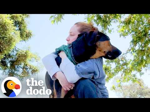 Photo for: Family Makes Hard Decision To Rehome Their Dog, Then He Finds His Person | The Dodo