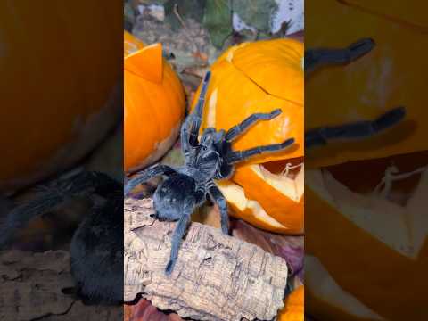 This tarantula loves halloween! 🎃 #tarantula #halloween #pumpkin #fypシ #pets #spider #black #uk