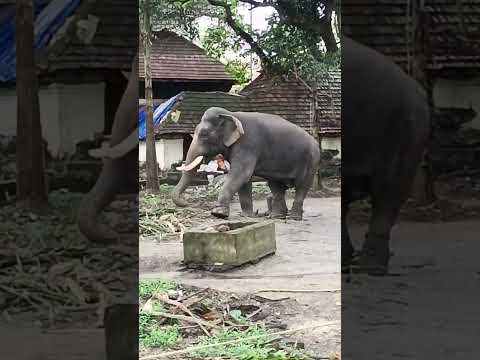 ചങ്ങല കെട്ടിയ കാൽ വലിച്ചുപിടിച്ചുള്ള സിദ്ധാർത്തന്റെ നിൽപ്പ് കണ്ടോ 😱😱🔥#shortsfeed #shorts #viral