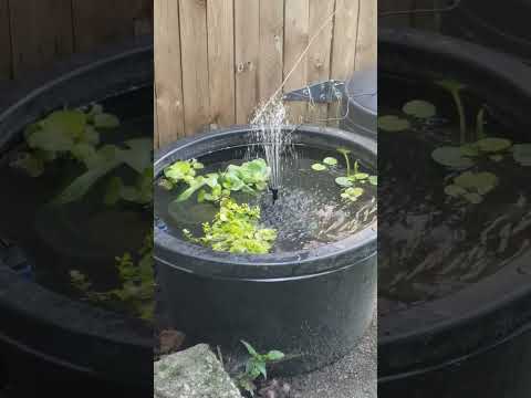 Solar powered fountain for my outdoor tub pond! I'm trying outdoor tubbing for the first time, thanks to Kelley Foreman! It's been so fun to buy new