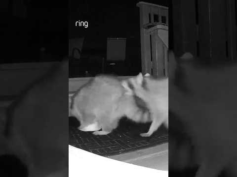 Raccoon vs. raccoon, a showdown over food