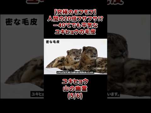 【究極のモフモフ】人間の20倍フサフサ!? −40℃でも平気なユキヒョウの毛皮