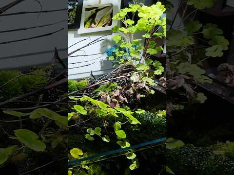 30 Seconds of Peace. No CO2 90cm Aquascape.