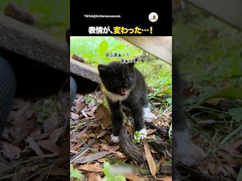 保護子猫のビフォーアフター映像と癒しの表情変化 サムネイル