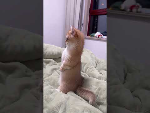 【#雪球日记】猫猫这个站立 #曼基康矮脚