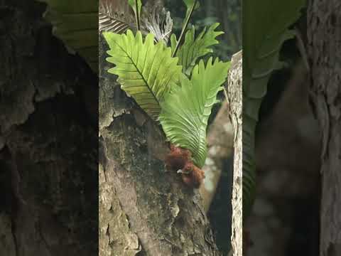 Natural rainy forest for peace  #relax #rainoundforsleep #relaxingsounds #ambientmusic #relaxing